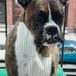 Dog Concerned About Storm-Related Treat Shortages