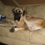 Dog Knows He Has Best-Selling Novel in Him