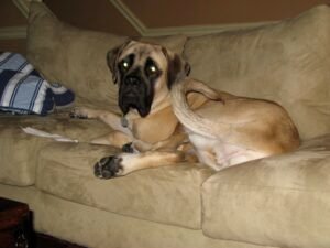 Dog Knows He Has Best-Selling Novel in Him