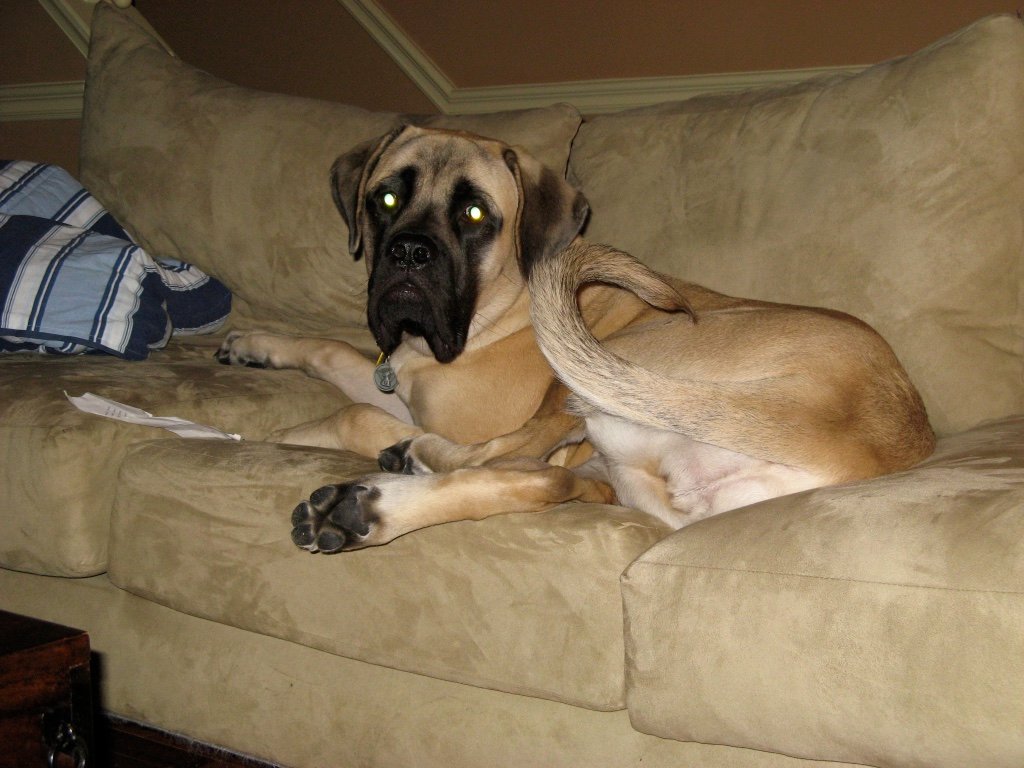 Dog lazing on sofa